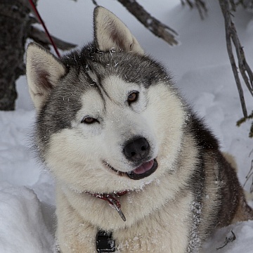 Husky Portrait