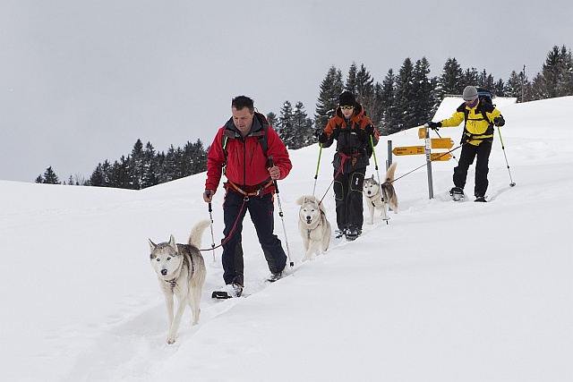 Schneschuh-Tour mit Huskies